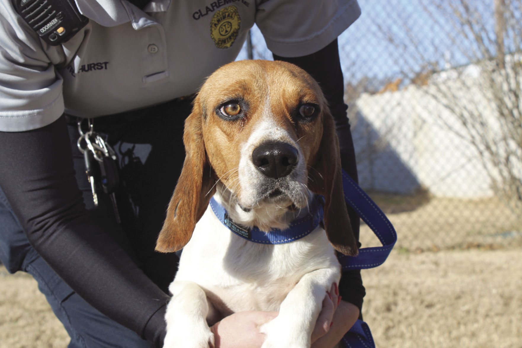 Pet of the Week: Boomer